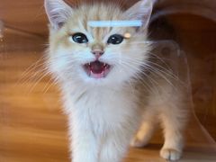 -喵百万·布偶·蓝金金渐层英短·猫舍(百子湾店)