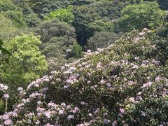 -梧桐山风景名胜区
