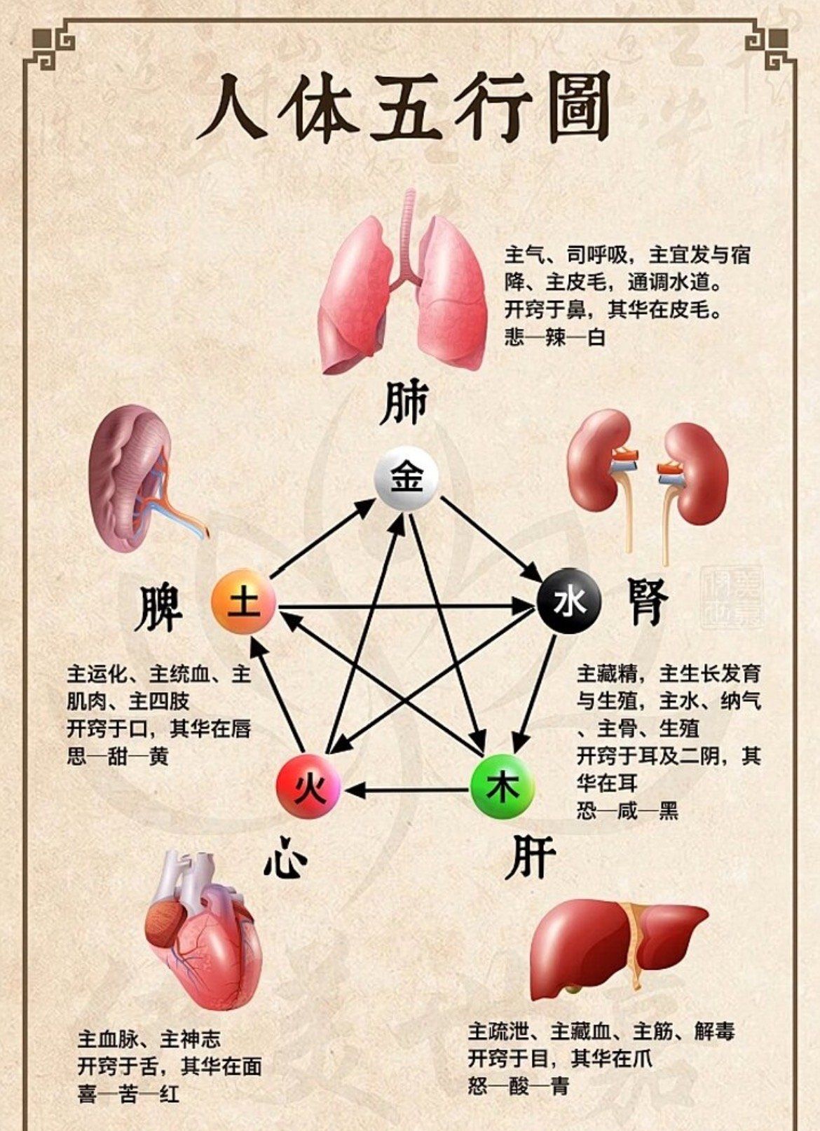 人体五行图,心肝脾肺肾.#养生知识#萱娅