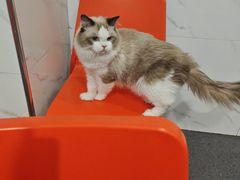-伟伟宠物医院·CT影像中心·瑞派犬猫综合性门诊(汉口总院)