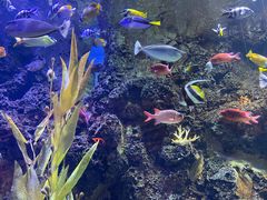-芜湖新华联大白鲸海洋公园
