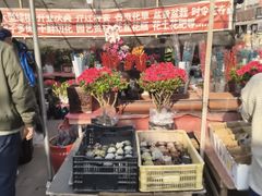 -中环花鸟鱼虫市场