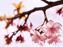 -上海辰山植物园