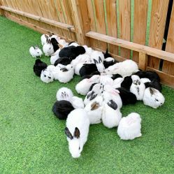 -萌宠亲子动物乐园(槐房万达店)