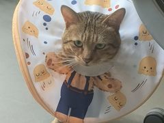 -瑞鹏宠物医院·骨科·猫科·内科(第一中心)