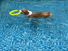 -汪说喵讲宠物乐园宠物酒店(红星美凯龙店)