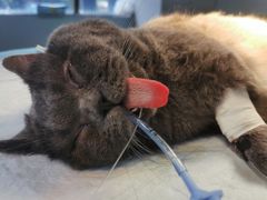 -伟伟宠物医院·CT影像中心·瑞派犬猫综合性门诊(汉口总院)