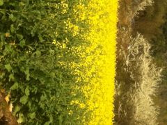 桑洲油菜花-桑洲油菜花景区