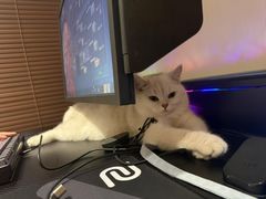 -嘉馨宠物医院·CT影像转诊·心脏科·犬猫全科诊疗中心(下沙大学城院区)