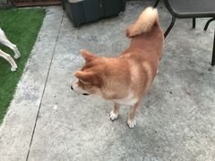 -柴犬高等学院·狗咖·柴犬售卖·宠物训练