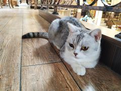 -more than meow吴止猫主题餐厅(承德 中船汇店)