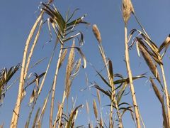 -上海滴水湖皇冠假日酒店