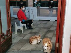 -柯斗斗主题餐厅·狗咖·围炉煮茶·茶饮(国瑞升平里店)