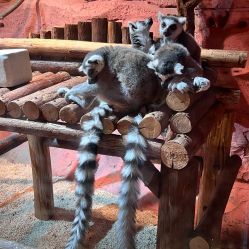 -Zoolung Zoolung动物主题公园(海信广场店)