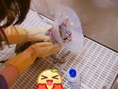 -北京观赏动物医院·24小时大型综合·猫专科·异宠专科