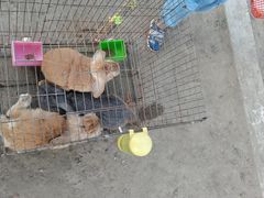 -前小桔亲子创意农场·草莓采摘·露营烧烤