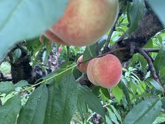 -老袁家蜜桃农场·阳山水蜜桃