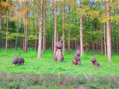 -东平国家森林公园