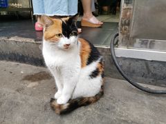 -清真李唯一优质肉丸糊辣汤