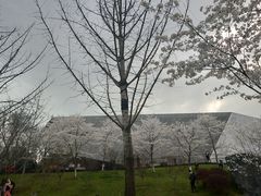 -武汉大学-樱园