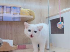 -山宅一喵德文卷毛猫舍