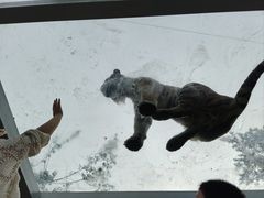 -西霞口神雕山野生动物世界