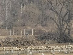 -北京麋鹿生态实验中心