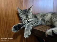 -楼上猫咖(罗湖店)