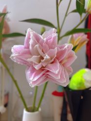 -哈颜科技轻美·