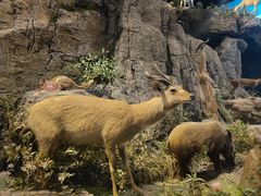 -陕西自然博物馆