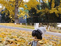 -长白岛森林公园