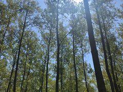 -黄海国家森林公园