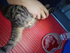 -喜多萌中农锦绣动物医院24H·猫科·牙科MRI·CT
