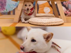 -柴迷FANS CLUB·柴犬狗咖·猫咖