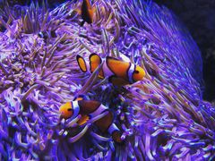 -迪拜水族馆及水下动物园