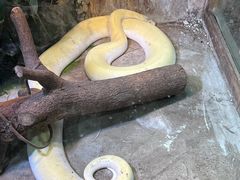 -上海大自然野生昆虫馆(东方明珠·爬宠昆虫探索中心)