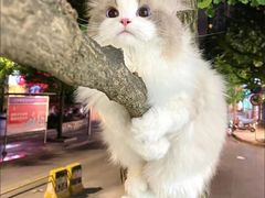 -翊宠yipet猫狗购宠庄园犬舍•猫舍