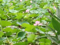 -范蠡湖公园