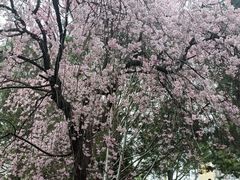 -西安青龙寺遗址景区
