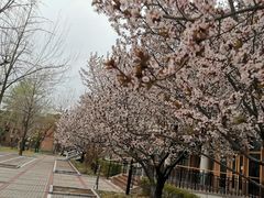 -清华大学-观畴园餐厅