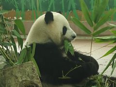 -广州动物园
