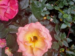 -人民公园(罗湖区)