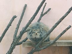 -青藏高原野生动物园