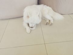 -怪兽屋·羊驼·猫咖·狗咖(俊华广场店)