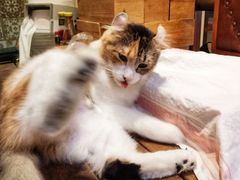 -more than meow吴止猫主题餐厅(承德 中船汇店)