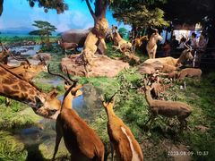 -国家自然博物馆