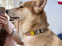 -柴迷FANS CLUB·柴犬狗咖·猫咖