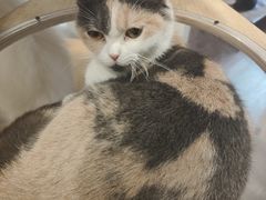 -楼上猫咖(罗湖店)