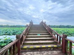 -荷塘月色湿地公园·向阳花洲
