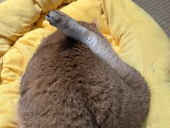 -逗柴咖啡屋·狗咖猫咖宠物桌游